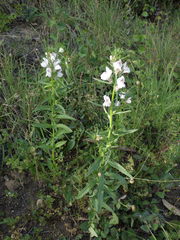 Misopates calycinum