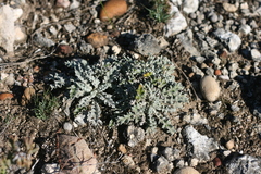 Berkheya heterophylla heterophylla