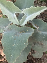 Kalanchoe beharensis