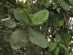 Ladenbergia macrocarpa