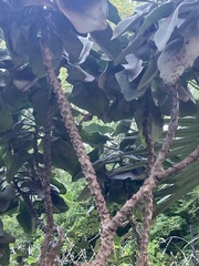 Kalanchoe beharensis