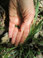 Carex laxiculmis