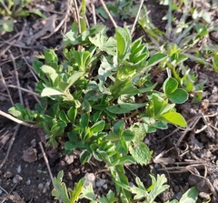 Medicago sativa