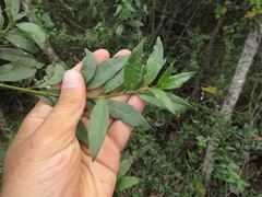 Cestrum buxifolium