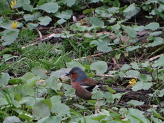 Fringilla coelebs