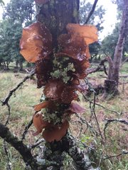 Auricularia auricula-judae