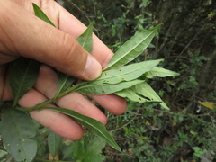Cestrum buxifolium