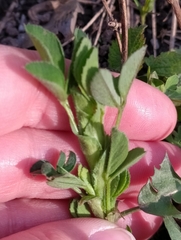 Medicago sativa