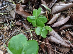 Oxalis debilis