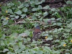 Fringilla coelebs