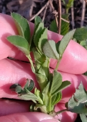 Medicago sativa