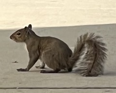 Sciurus carolinensis