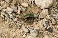 Carabus nitens