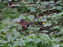 Fringilla coelebs