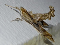 Terastia africana