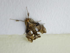 Terastia africana