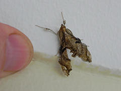 Terastia africana