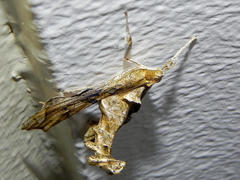 Terastia africana