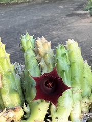 Huernia