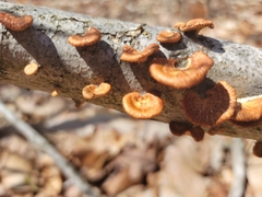 Neofavolus americanus