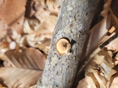 Neofavolus americanus