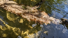 Ecteinascidia turbinata