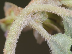 Acleisanthes diffusa