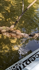 Ecteinascidia turbinata