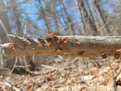 Neofavolus americanus