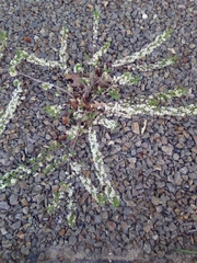 Magnoliopsida