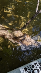 Ecteinascidia turbinata