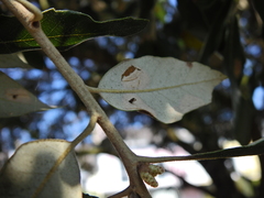 Phyllonorycter messaniella
