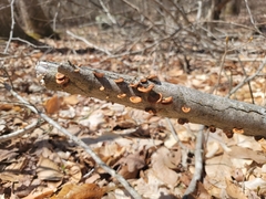 Neofavolus americanus