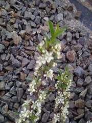 Magnoliopsida
