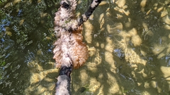 Ecteinascidia turbinata