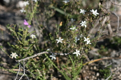 Wahlenbergia tenella