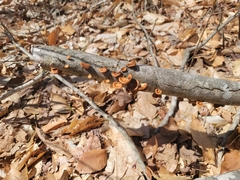 Neofavolus americanus