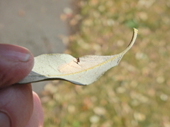 Phyllonorycter messaniella