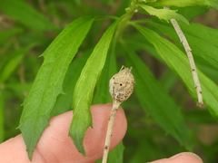 Neolasioptera lathami