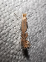 Phyllonorycter endryella