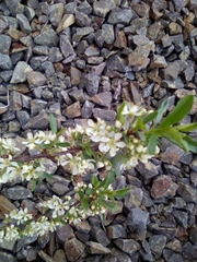 Magnoliopsida