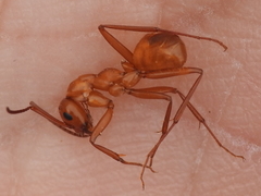 Formica pallidefulva