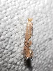 Phyllonorycter endryella