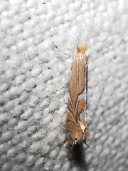 Phyllonorycter endryella