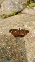 Anthanassa atronia