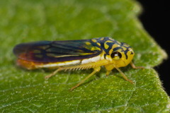 Dilobopterus costalimai