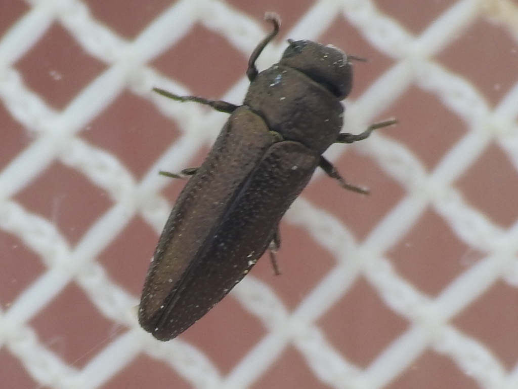 Taphrocerus agriloides