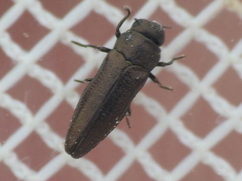 Taphrocerus agriloides