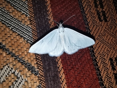 Lithostege duponcheli