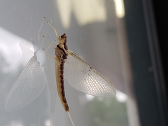 Pentagenia vittigera